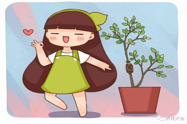 姐姐在枝條上裹了塊衛(wèi)生紙，5天就生根，1盆變成10盆花！