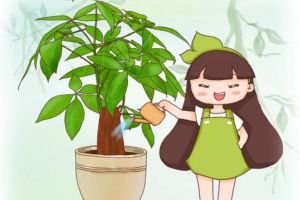 發(fā)財樹長壽···夏天就是鬼門關(guān)，再不管全得死翹翹！
