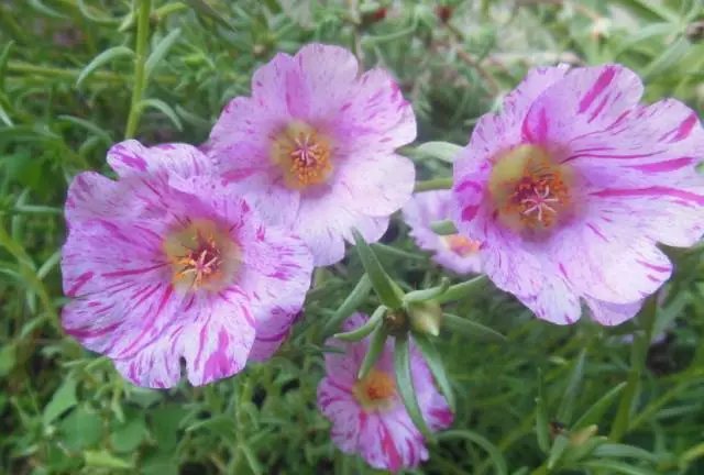 太陽(yáng)花