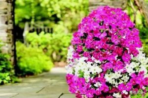 鄰居用漏勺輪胎養(yǎng)花，全村人排隊去看！