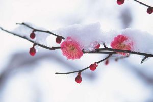 冬季需要格外注意防凍保暖的花卉大全！