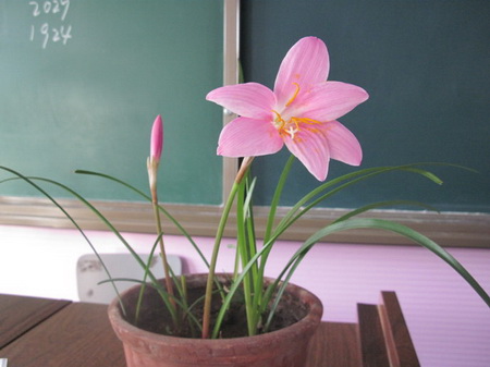 韭菜蓮