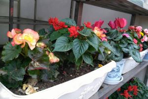 盆花不開花？土壤肥料很重要！