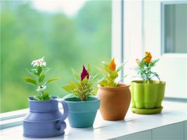 花卉植物過冬方法大全！