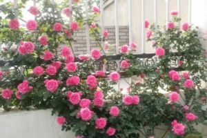 香蕉皮爛葡萄…丟盆里，花像吃了藥，開花剎不住閘！