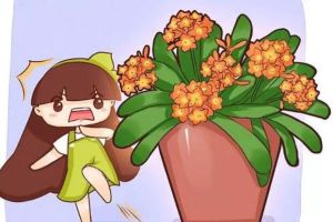 他家的君子蘭，大熱天竟然開成了花球，1個(gè)花苞長(zhǎng)40朵！
