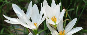 如何促進韭菜蓮開花？