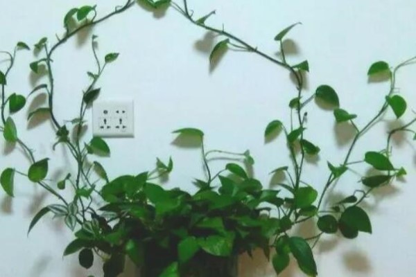 綠蘿養(yǎng)膩了？這3種綠蘿新養(yǎng)法，你不看絕對后悔！