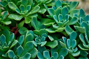 這種“厚臉皮”植物怎么養(yǎng)？