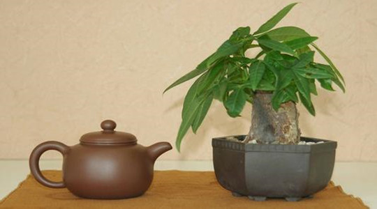 發(fā)財(cái)樹(shù)