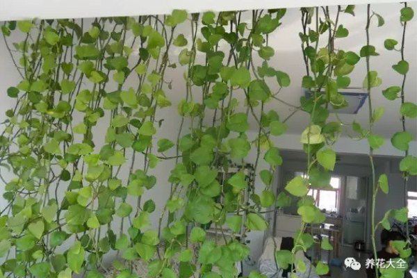 綠蘿100米，吊蘭瘋狂爆小崽，鄰居給它吃了啥？