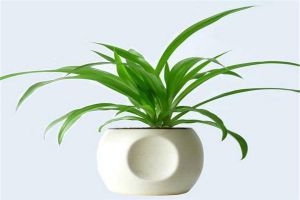 家中種滿這類植物，一年四季綠意不斷！