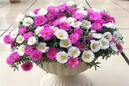 太陽(yáng)花