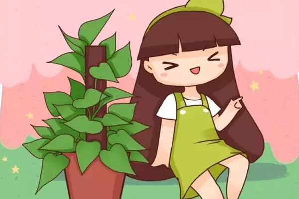 綠蘿也能養(yǎng)成貴婦范，1盆美翻你的家！