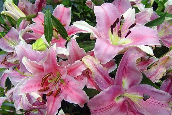 甄嬛傳里的“催情”百合（狐尾百合）是這樣養(yǎng)出來的！