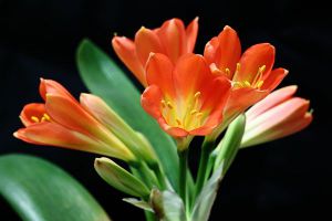 1棵君子蘭價值千萬？你家也能養(yǎng)出來！