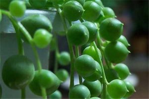 不只綠蘿吊蘭可以吊著養(yǎng)！這10種多肉吊起來(lái)簡(jiǎn)直美爆了！