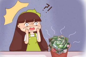 夏天的多肉不省心，穿裙子攤大餅···全是求救信號！