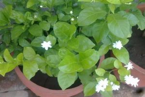 茉莉茶花…拉根枝壓土里，1盆秒變10盆，開花量驚人！