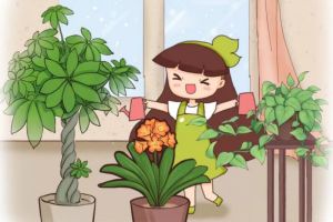 夏天施肥不能停，澆水加點料，根肥葉綠花呼呼開！