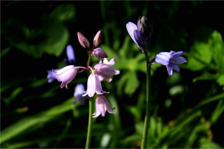 藍鈴花