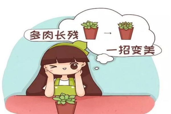 多肉長殘別急著扔，吹個風扇剪幾刀，呼呼就長胖！