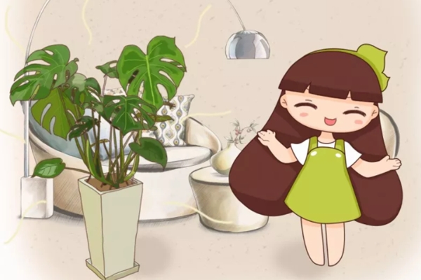 這花放家里，氣溫立馬降10℃，夏天都不想出門了！