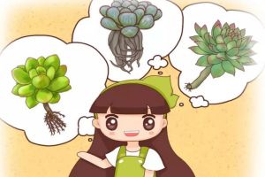 半死的多肉插瓶里，立馬冒出大白根，夏天就靠這招了！