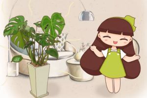 這花放家里，氣溫立馬降10℃，夏天都不想出門了！