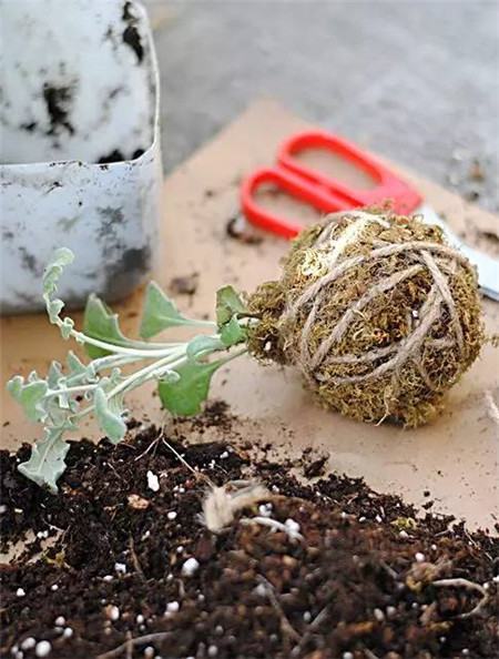 干草纏繞 干草纏繞