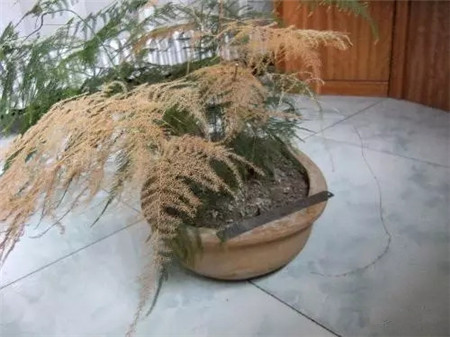 文竹 文竹