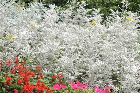 銀葉菊