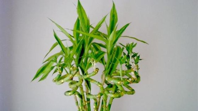 轉運竹怎么養(yǎng)