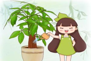 夏天這么澆水，花旺的像打了藥，肥料營養(yǎng)液全省了！