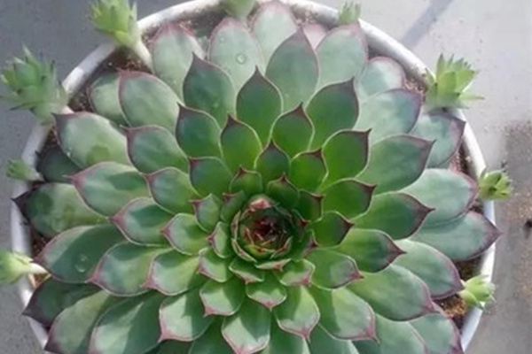 這些花太能生，一年就生一圈，爆盆太容易了！