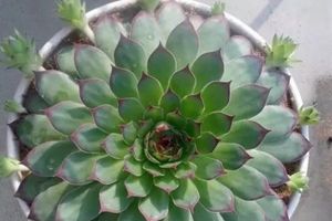 這些花太能生，一年就生一圈，爆盆太容易了！