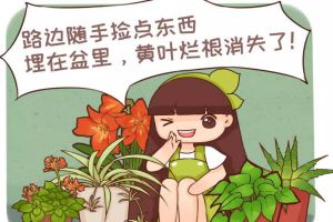 垃圾桶里撿了它，丟盆里再也不招蟲，咕嚕嚕冒花苞！