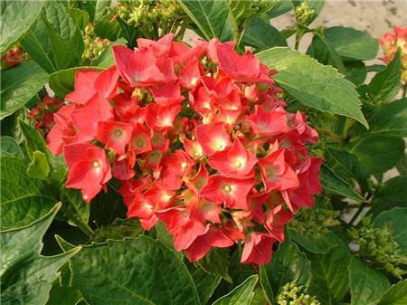 繡球花圖片欣賞