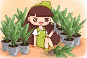 君子蘭鐵線蓮…這么貴你還買？隨手掰一下，立馬1盆變10盆！