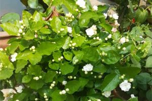 這些花夏天長(zhǎng)最快，錯(cuò)過這段時(shí)間，后悔都來(lái)不及！