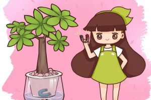 水里丟點(diǎn)它，根比蘿卜還粗，黃葉全沒(méi)了！