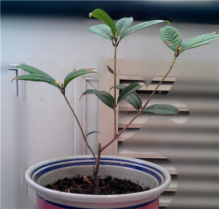 桂花 桂花