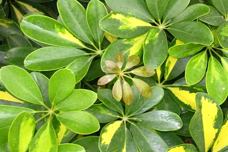 發(fā)財(cái)樹(shù)