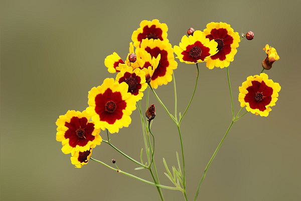 蛇目菊的養(yǎng)殖方法