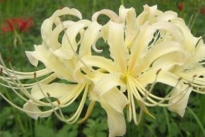 曼陀羅花、曼陀羅華及曼珠沙華的區(qū)別