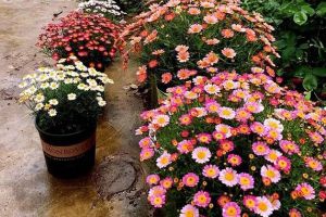 她把1種花養(yǎng)到無敵，賽過別人10個(gè)花園！