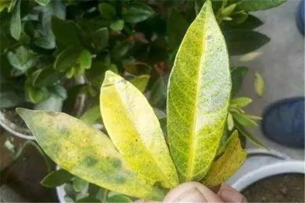 梔子黃葉，多肉黑腐，發(fā)財(cái)樹爛根…1招搞定！