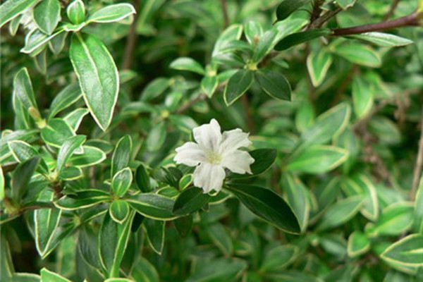 六月夏花伊始，有哪些進(jìn)入花期的植物