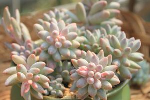 這5種花，夏天最怕悶，再不通風(fēng)保準(zhǔn)死翹翹！