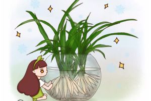 她家的吊蘭根比火腿粗，~花盆都撐裂了~  秘訣竟是這個！